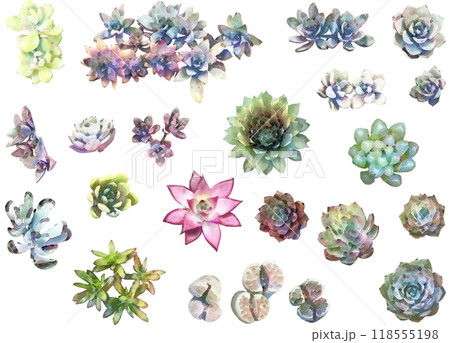 多肉植物イラスト素材セット 118555198