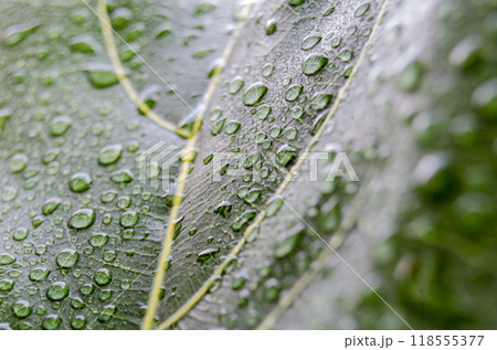 Close up of rain droplets on green leaf with customizable space for text. Close up of rain droplets on green leaf with customizable space for text. 118555377
