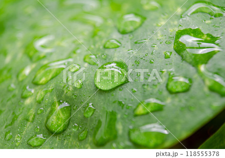 Single Leaf with perfectly rounded water droplets. 118555378