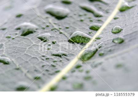 Fallen Leaf on the ground, soaked in rainwater, creating a serene and earthy composition. Fallen Leaf on the ground, soaked in rainwater, creating a serene and earthy composition. 118555379