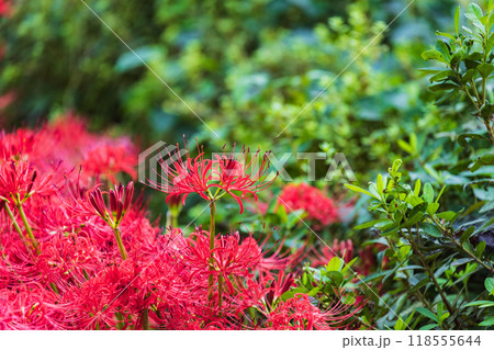 群生する彼岸花 群生する彼岸花 118555644