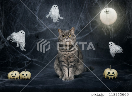 Cute fat Scottish straight cat Halloween background with cobwebs. Halloween cat, ghosts, pumpkins and glowing moon on dark blue night background. Cute fat Scottish straight cat Halloween background with cobwebs. Halloween cat, ghosts, pumpkins and glowing moon on dark blue night background. 118555669