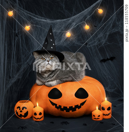 Scottish straight cat in witch hat on a large pumpkin. Halloween cat lying on a jack lantern pumpkin with glowing garland, candles and cobwebs on dark background. 118555709