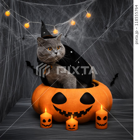 Halloween cat in black witch hat and mantle sitting in a big pumpkin. British cat in wizard costume on dark background with burning candles. 118555764