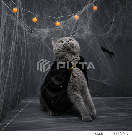 British cat in a Halloween costume on dark background with festive decorations. Funny cat in a black mantle with stars. 118555767