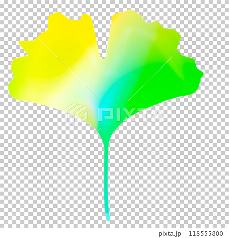 銀杏 イチョウ 銀杏 イチョウ 118555800