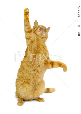 Dancing Dancing 118555891