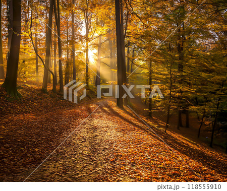 秋の紅葉が美しい秋景色のイメージ素材 118555910