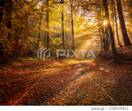 秋の紅葉が美しい秋景色のイメージ素材 118555911