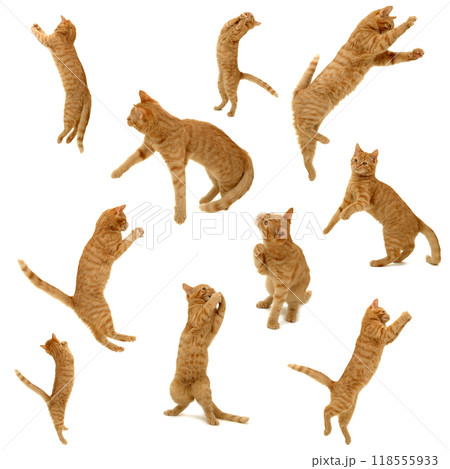 collection of jumping kittens 118555933