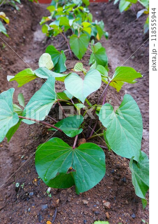 サツマイモ　薩摩芋　家庭菜園　畑　 118555944