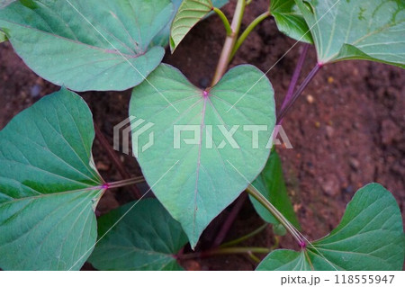 サツマイモ　薩摩芋　家庭菜園　畑　 118555947