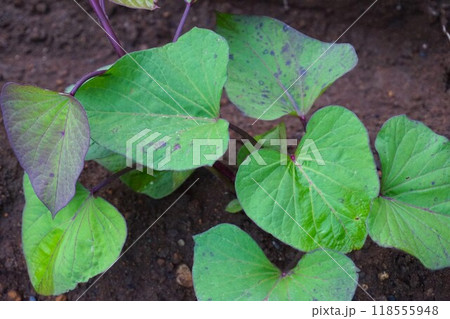 サツマイモ　薩摩芋　家庭菜園　畑　 118555948