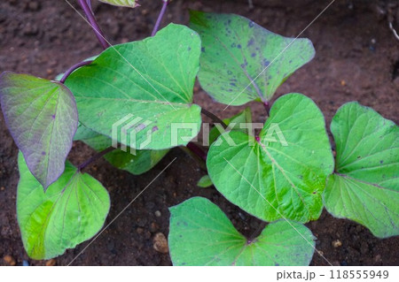 サツマイモ 薩摩芋 家庭菜園 畑 サツマイモ 薩摩芋 家庭菜園 畑 118555949