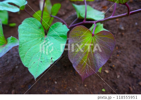 サツマイモ 薩摩芋 家庭菜園 畑 サツマイモ 薩摩芋 家庭菜園 畑 118555951