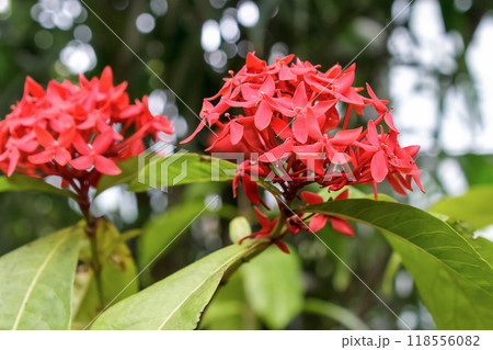 イクソラ、サマーフレッシュの紅色花【山丹花】 118556082