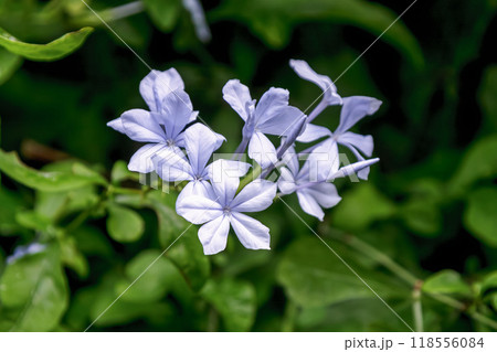 アオマツとも呼ばれるルリマツリの淡青色【イソマツ科】 118556084