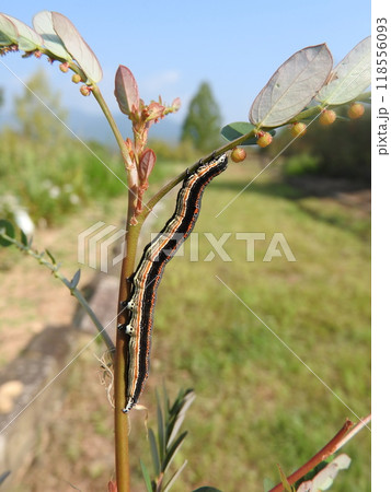 コミカンソウなどを食草とする蛾「ナカグロクチバ」の幼虫 コミカンソウなどを食草とする蛾「ナカグロクチバ」の幼虫 118556093