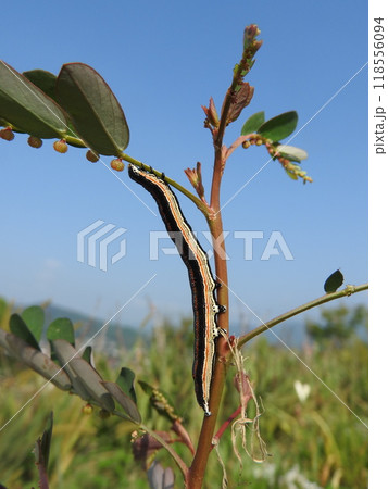 コミカンソウなどを食草とする蛾「ナカグロクチバ」の幼虫 118556094