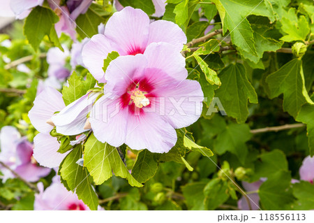 hibiscus flower on green bush close up 118556113