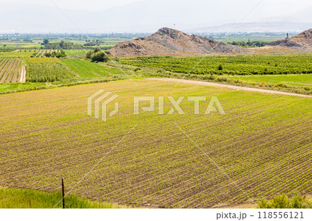 view of fields at Ararat Plain, Armenia in summer 118556121