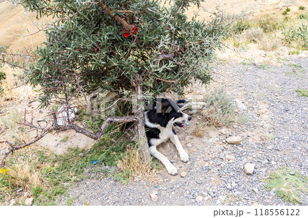 dog on side of road on mountain pass, Armenia dog on side of road on mountain pass, Armenia 118556122