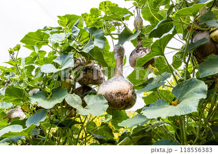 ripe calabash gourds on vines in green garden ripe calabash gourds on vines in green garden 118556383
