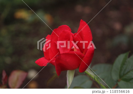 薔薇(丹頂) 薔薇(丹頂) 118556616