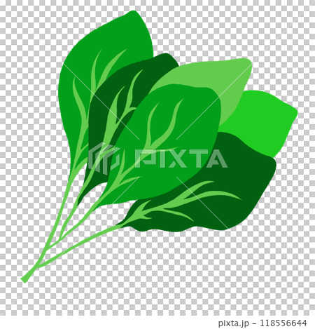 Hand drawn spinach for vegan, healthy ingredients, cook book, fresh food, snack, nature, garden, brooch, cute patches, sticker, diet, department store, cuisine, salad mix, side dish Hand drawn spinach for vegan, healthy ingredients, cook book, fresh food, snack, nature, garden, brooch, cute patches, sticker, diet, department store, cuisine, salad mix, side dish 118556644