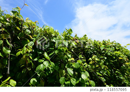 テンダイウヤク（クスノキ科）不老不死の薬 118557095