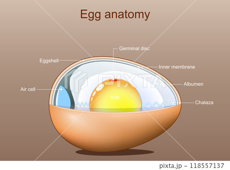 Egg anatomy. Structure of bird egg 118557137