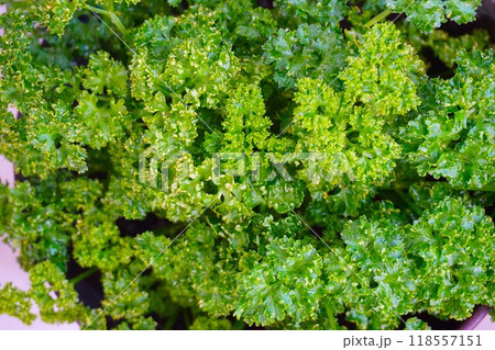 パセリ 旱芹菜 パセリ 旱芹菜 118557151
