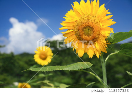 夏の花・黄色いヒマワリ 118557528
