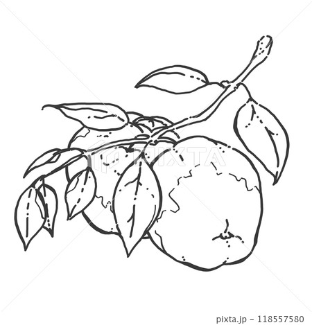りんごのペン画カットイラスト 118557580