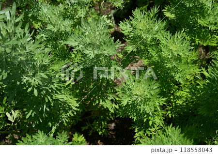 ニガヨモギ（キク科）の多年草 118558043