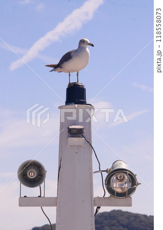 ライトにとまるカモメ ライトにとまるカモメ 118558073