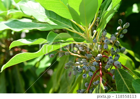 エゾユズリハ（蝦夷譲葉）ユキノシタ目の実 118558113