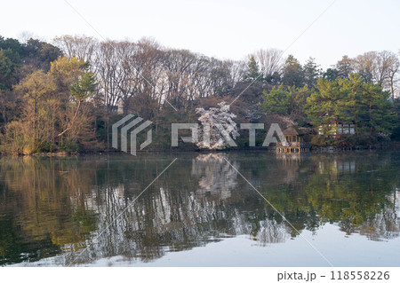 静かな湖畔(石神井公園・三宝寺池) 静かな湖畔(石神井公園・三宝寺池) 118558226