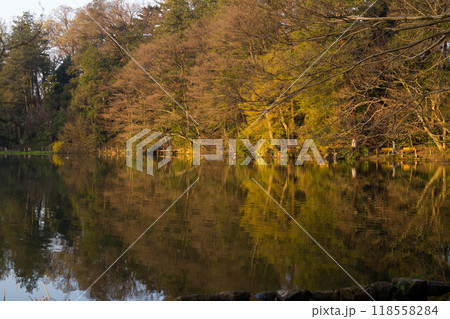 紅葉の映り込み(石神井公園・三宝寺池) 118558284