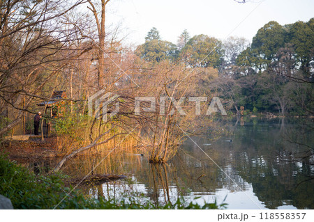紅葉した木々と祈りの池(石神井公園・三宝寺池) 紅葉した木々と祈りの池(石神井公園・三宝寺池) 118558357