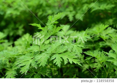 センキュウ(セリ科)の多年草 センキュウ(セリ科)の多年草 118558358