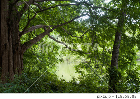 緑に包まれる森から見える水辺（石神井公園・三宝寺池） 118558388