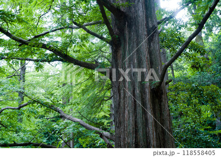そびえ立つメタセコイア（石神井公園・三宝寺池） 118558405