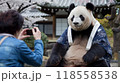 お寺でパンダのモデル 118558538