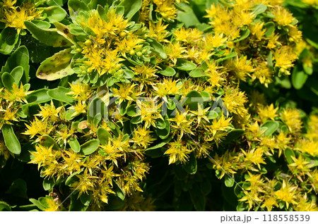 キリンソウ(ベンケイ科)多年草の見頃の花 キリンソウ(ベンケイ科)多年草の見頃の花 118558539