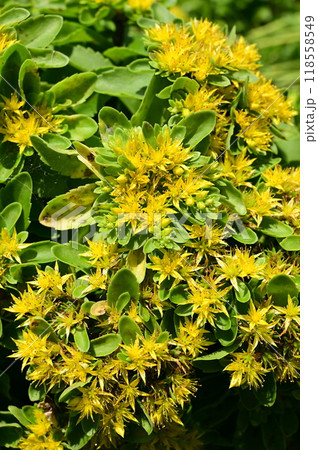 キリンソウ（ベンケイ科）多年草の見頃の花 118558549