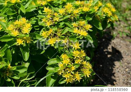 キリンソウ(ベンケイ科)多年草の見頃の花 キリンソウ(ベンケイ科)多年草の見頃の花 118558560