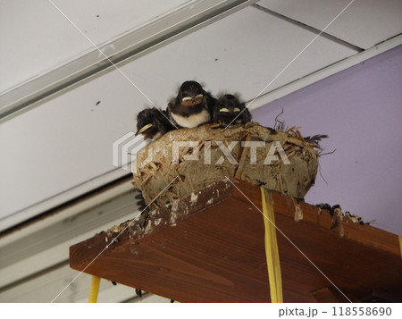 巣立ち直前給餌を待つツバメの子 118558690