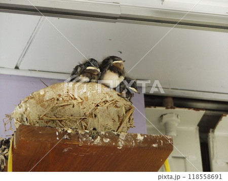 巣立ち直前給餌を待つツバメの子 118558691