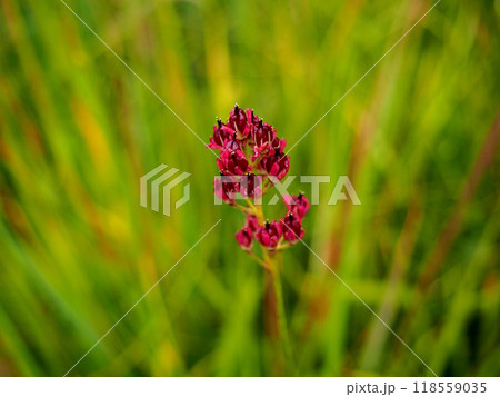 イワショウブの実（岩菖蒲） 118559035